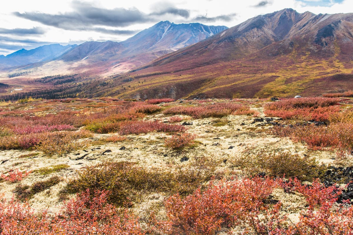 Autumn starts along the Dempster Highway, to road to the Arctic Ocean, in Yukon Territory