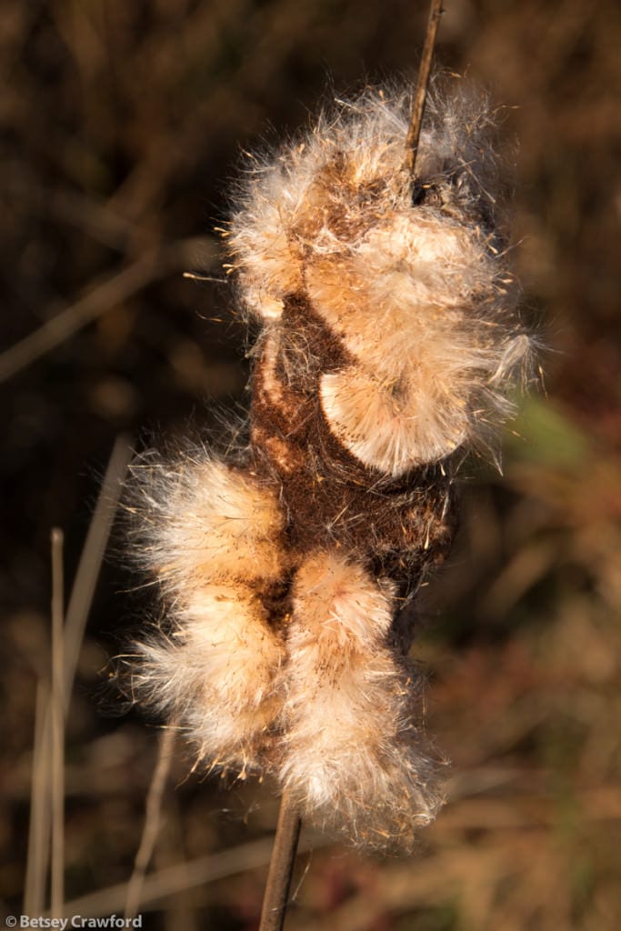 cattail-typha-angustifolia-seedhead-Genesis-farm-Blairstown-New-Jersey-by-Betsey-Crawford