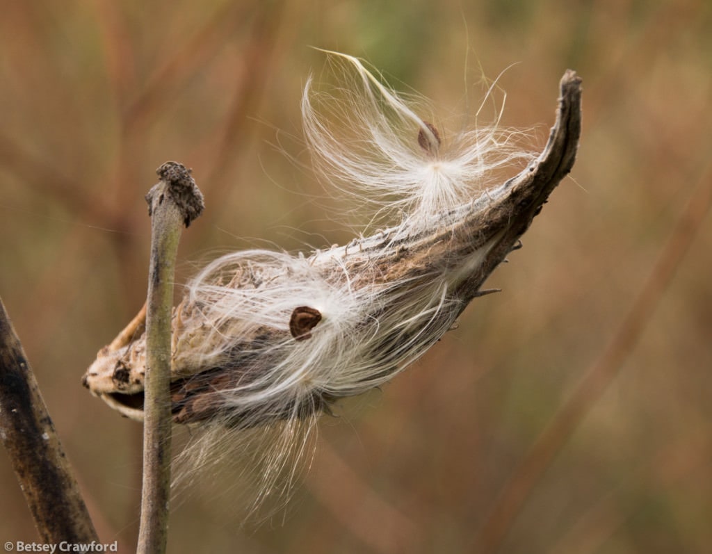 common-milkweed-seedhead-asclepias-syriaca-Genesis-farm-Blairstown-New-Jersey-by-Betsey-Crawford