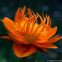 Globe flower (Trollius species) Manito Park, Spokane, Washington by Betsey Crawford