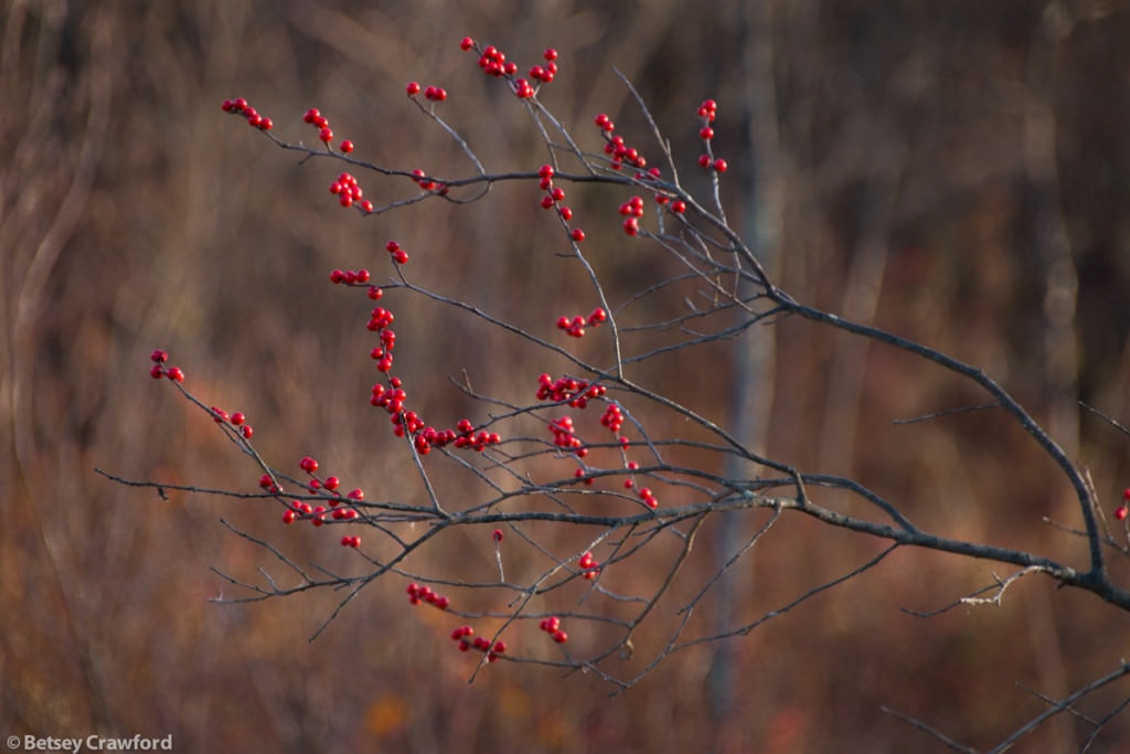 winterberry-ilex-verticillata-Genesis-farm-Blairstown-New-Jersey-by-Betsey-Crawford