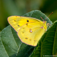 Yellow butterfly at Kaplan's Pond, Croton-on-Hudson, New York by Betsey Crawford