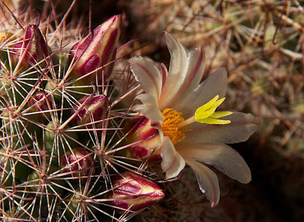 Fish-hook-cactus-mammillaria-dioica-Anza-Borrego-Desert-by-Betsey-Crawford