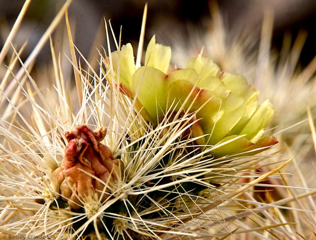 Ganders-cholla-cylindropuntia-ganderii-Anza-Borrego-Desert-California-by-Betsey-Crawford