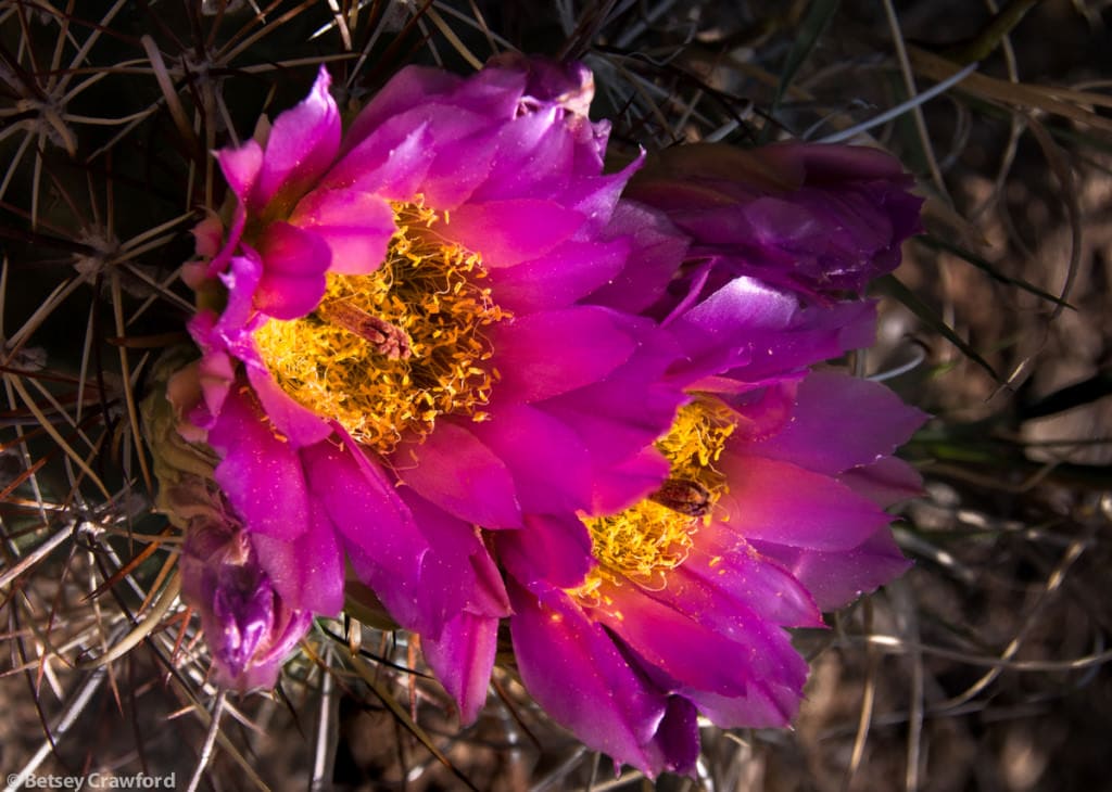strawberry-hedgehog-cactus-echinocereus-stramineus-Cross-Canyon-Colorado-by-Betsey-Crawford