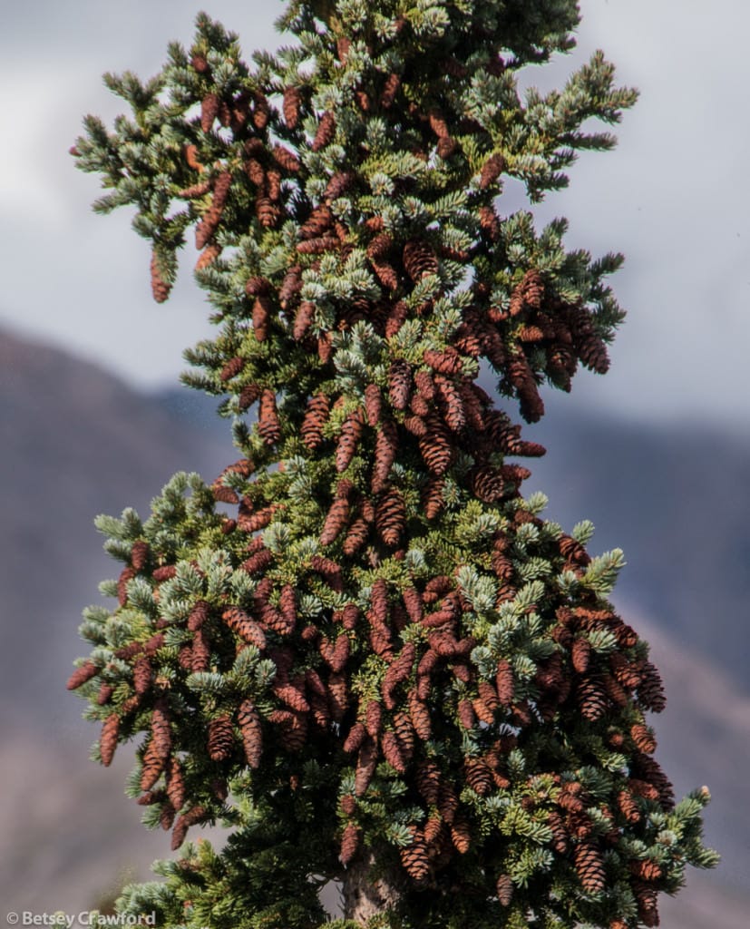 Spruce family planning