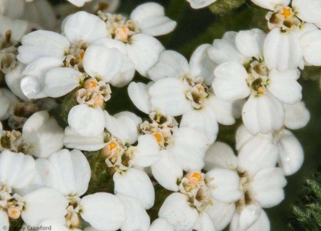 yarrow-achillea-millefolium-Coeur-d-Alene-Idaho-by-Betsey-Crawford