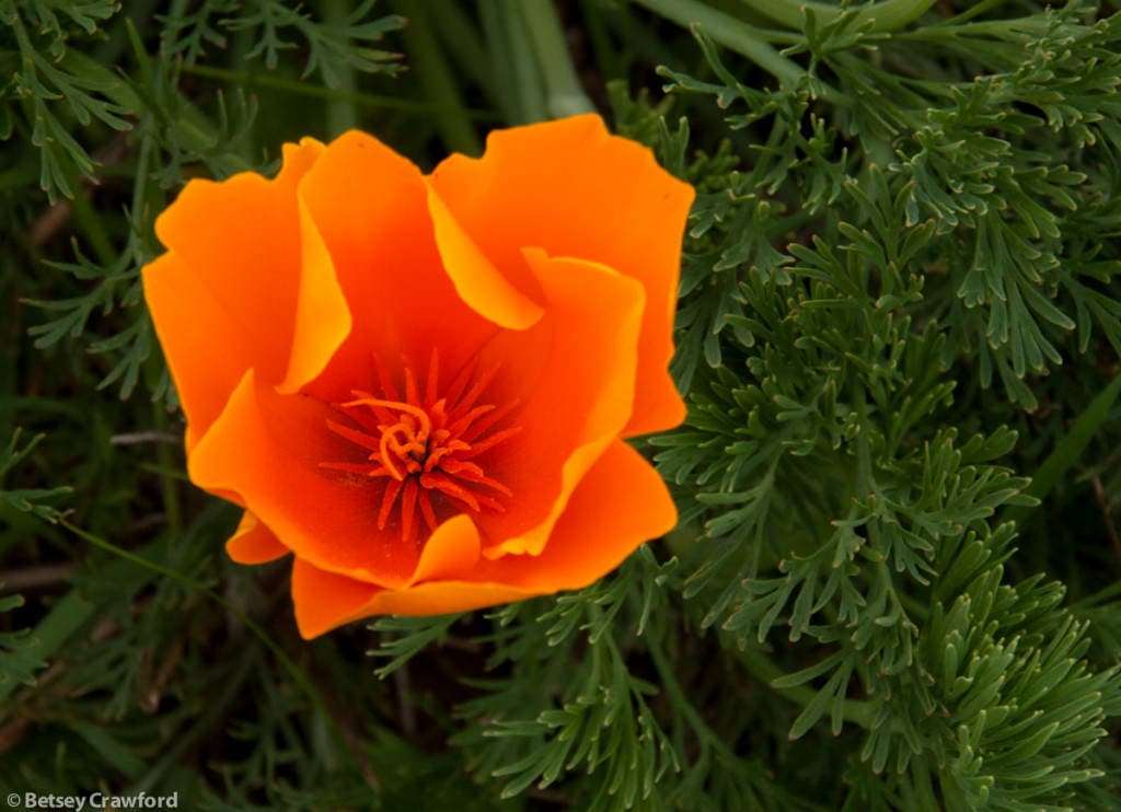 California poppy (Eschscholzia californica) Golden Gate National Recreation Area, California by Betsey-Crawford