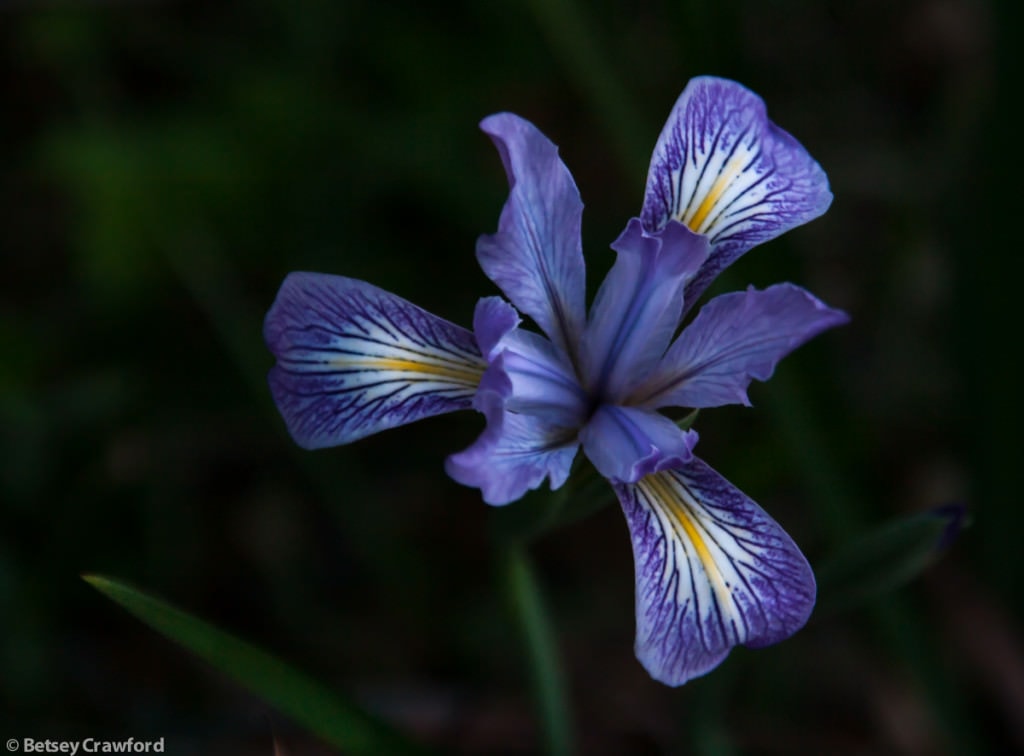Douglas iris (Iris douglasiana) taken at King Mountain, Tiburon, California by Betsey Crawford