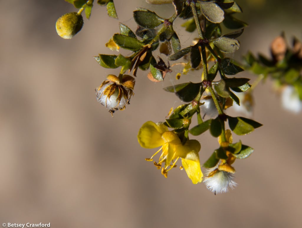 Native plants creosote (Larrea tridentata) in the Anza Borrego Desert, California by Betsey Crawford