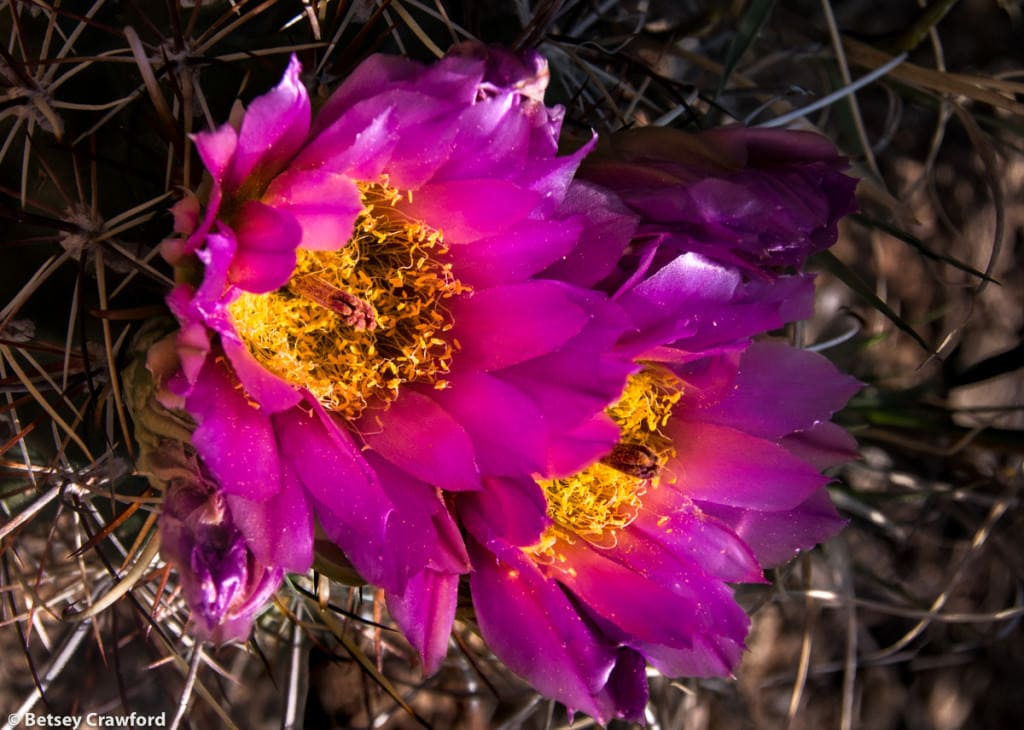 Native plants strawberry hedgehog cactus (Echinocereus stramineus) Cross Canyon, Colorado by Betsey Crawford