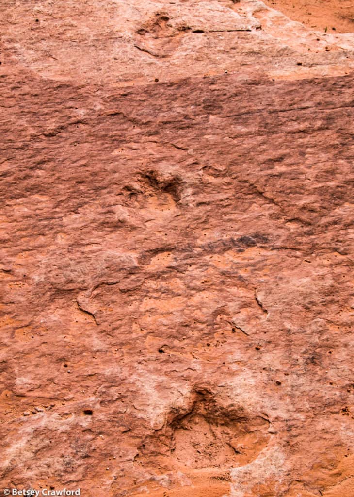 Dinosaur footprints in Buterl Wash, near Blanding, Utah, by Betsey Crawford
