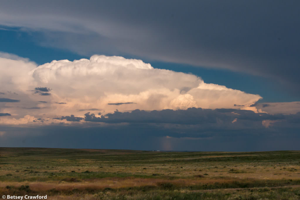 In the Pawnee National Grasslands, northeastern Colorado, by Betsey Crawford