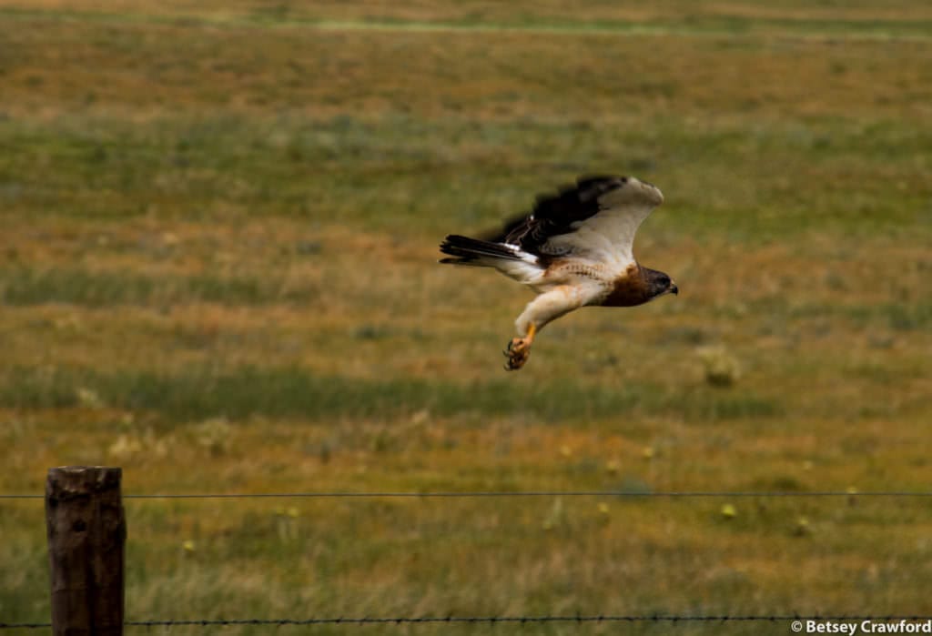 A hawk flying In the Pawnee National Grasslands, northeastern Colorado, by Betsey Crawford