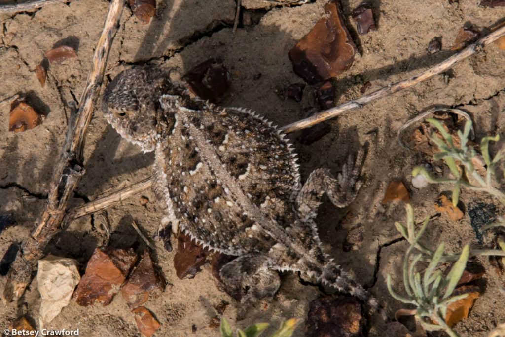 A horned lizard In the Pawnee National Grasslands, northeastern Colorado, by Betsey Crawford