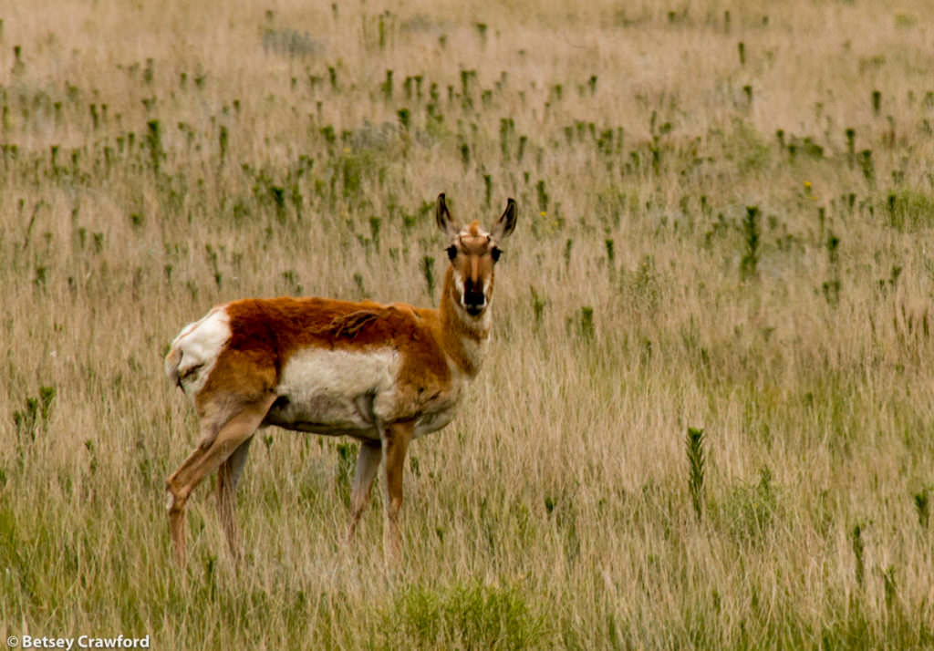 A pronghorn antelope in the Pawnee National Grasslands, northeastern Colorado, by Betsey Crawford