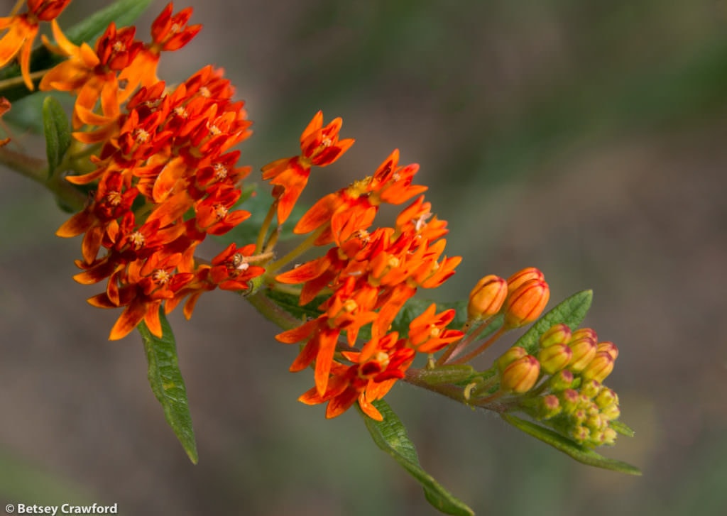 Butterfly milkweed (Asclepias tuberosa) in the Tallgrass Prairie Preserve in the Flint Hills of Kansas by Betsey Crawford