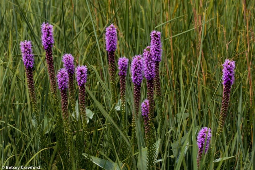 Thickspike gayfeather (Liatris pycnostachya) in the Tallgrass Prairie National Preserve in the Flint Hills of Kansas by Betsey Crawford
