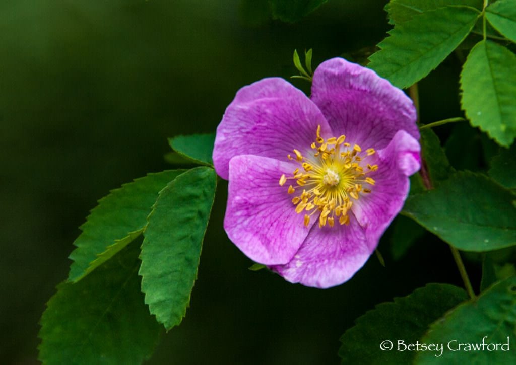 A wild rose, Rosa woodsii, in Coeur d'Alene, Idaho by Betsey Crawford