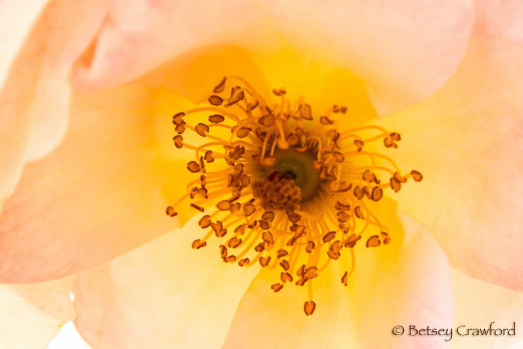 Pink and yellow rose with close up of stamens, Oakland, California by Betsey Crawford