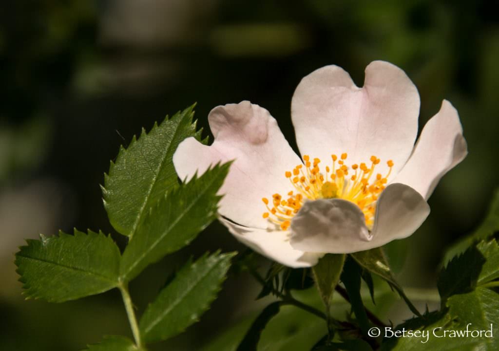 White single rose in Manito Park, Spokane, Washington, by Betsey Crawford