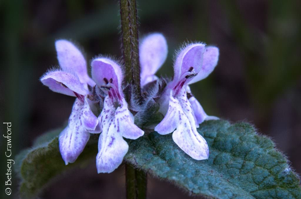 California hedge nettle (Stachys bullata) in the Golden Gate National Recreation Area, California by Betsey Crawford