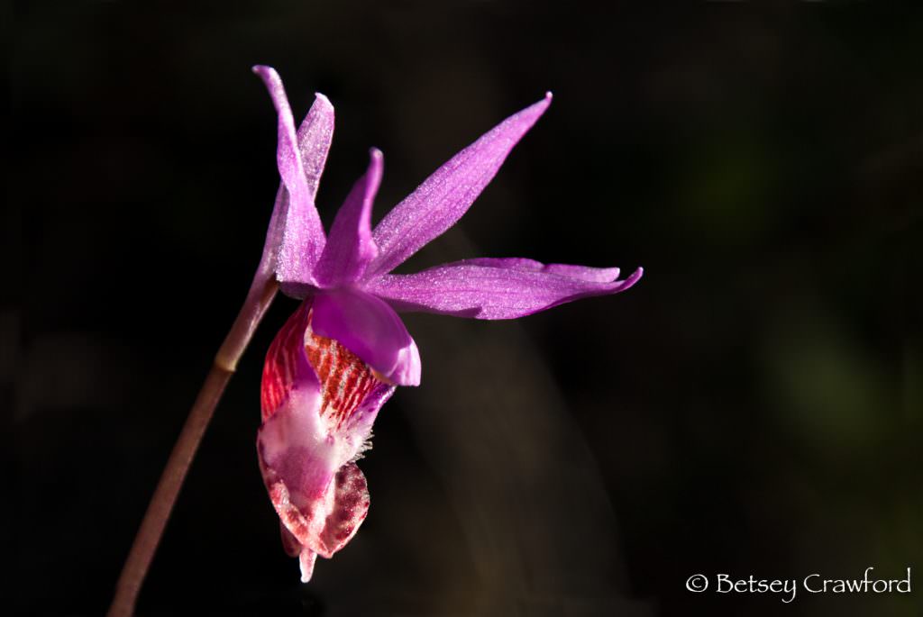 Plant diversity: Fairy slipper orchid (Calypso bulbosa) on Mount Tamalpais, Mill Valley, California by Betsey Crawford