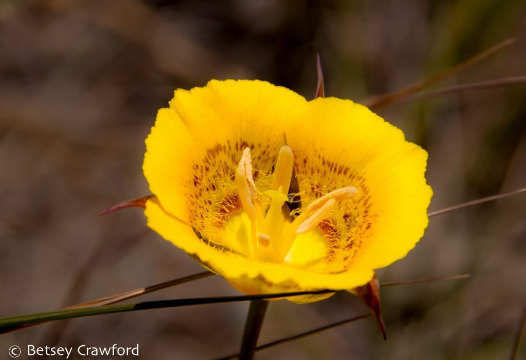 Plant diversity: Yellow mariposa lily (Calochortus luteus) growing in Old Saint HIlary's Preserve, in Tiburon, California by Betsey Crawford