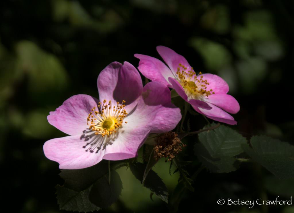California wild rose (Rosa California) pink flowered native plants in Novato, California by Betsey Crawford