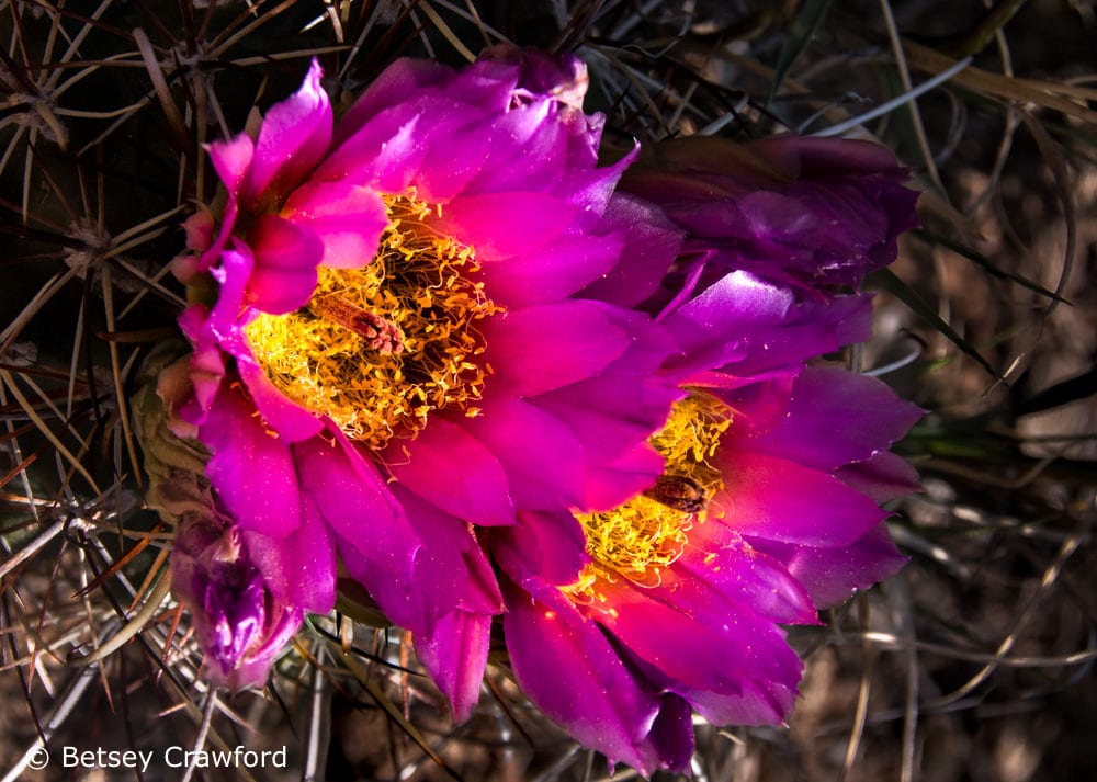 Bees love strawberry hedgehog cactus (Echinocereus fendleri) Cross Canyon, southwest Colorado by Betsey Crawford