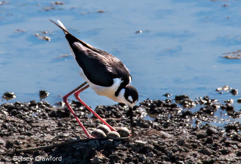 A season of birds-black necked stilt with four eggs in Corte Madera Marsh, Corte Madera, California by Betsey Crawford