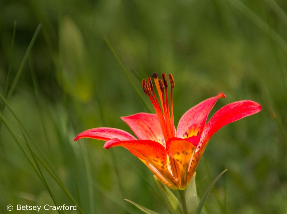 Bees love western wood lily (Lilium philadelphicum) Waterton Lakes National Park, Alberta, Canada by Betsey Crawford