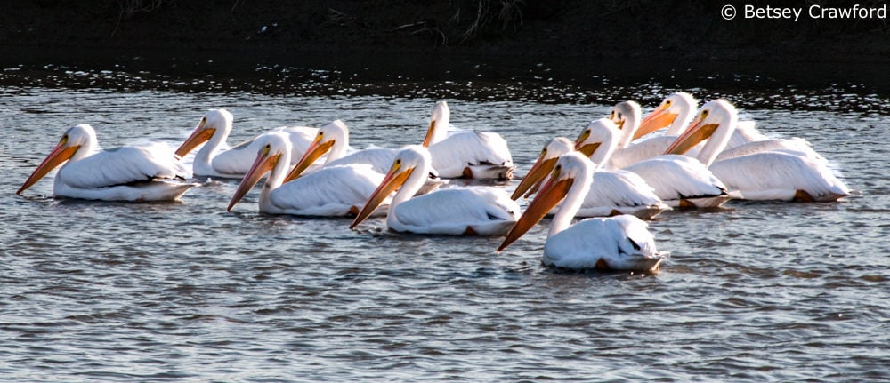 A season of birds-white pelicans in Corte Madera Marsh, Corte Madera, California by Betsey Crawford