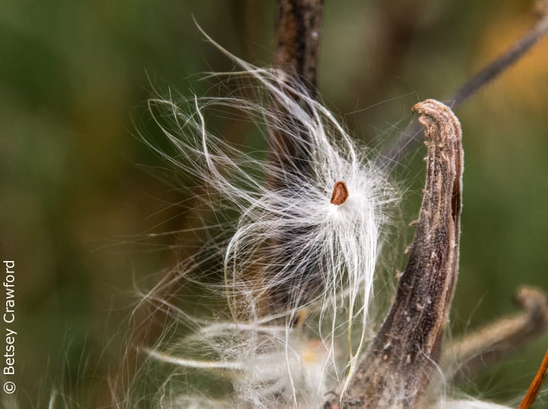 Common milkweed seedpod (Asclepias syriacus) Genesis Farm, Blairstown, New Jersey by Betsey Crawford