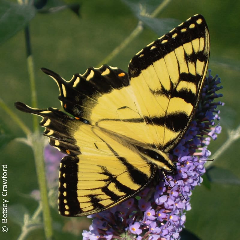 Eastern tiger swallowtail (Papilon glaucus) in East Hampton, New York by Betsey Crawford