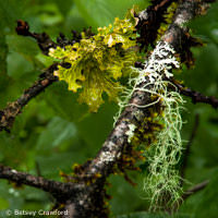 Witch's hair lichen (Alectoria samentosa), lungwort (Lobaria pulmonaria) and a Hypogymnia species at Fish Creek north of Hyder, Alaska by Betsey Crawford