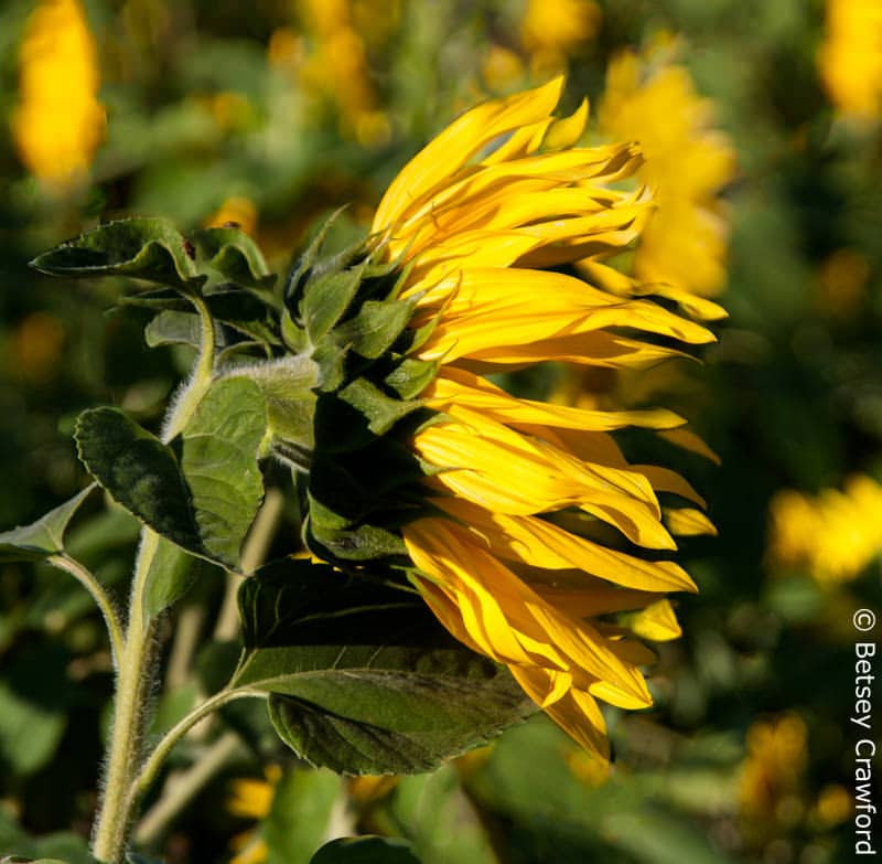 A sunflower (Helianthus annuus), a memeber of the Asteracea family, In Cape Breton, Nova Scotia, Canada by Betsey Crawford