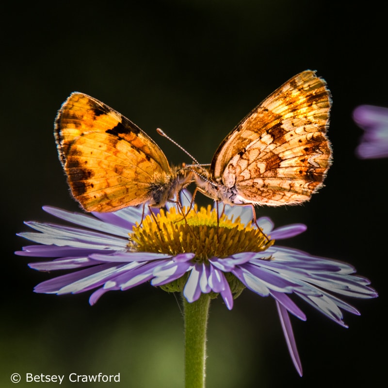Tall purple fleabane (Erigeron peregrinus) with two butterflies Waterton Lakes National Park, Alberta, Canada by Betsey Crawford