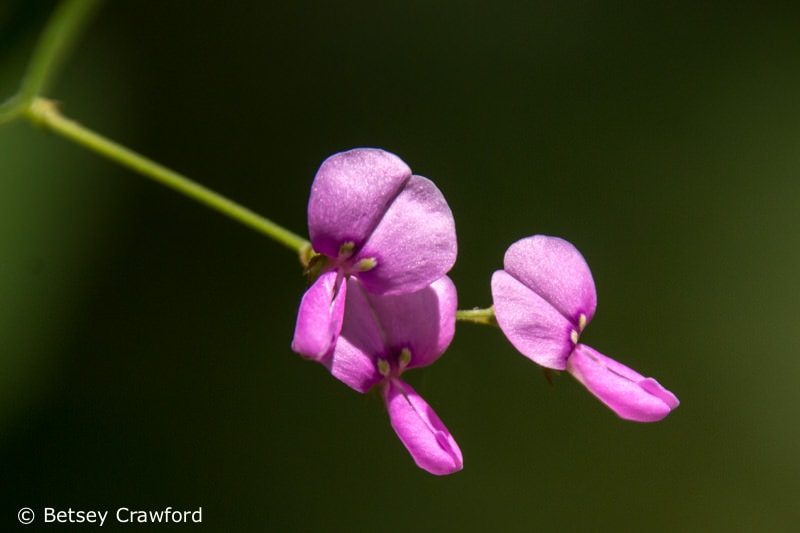 Pink flowered legume in Croton-on-Hudson, New York by Betsey Crawford