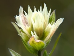 White paintbrush (Castilleja occidentalis) Waterton Lakes National Park, Alberta, Canada