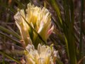 Tiburon paintbrush (Castilleja affinis, subspecies negecta) growing on Ring Mountain in Tiburon, California