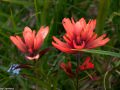 Alpine paintbrush (Castilleja miniata) Hudson Bay Mountain, Smithers, British Columbia