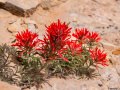 Desert paintbrush (Castilleja chromosa) Butler Ruins, Blanding, Utah
