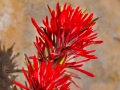 Desert paintbrush (Castilleja chromosa) Butler Ruins, Blanding, Utah