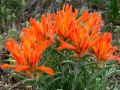 Orange paintbrush (Castilleja integra) Green Mountain Park, Lakewood, Colorado