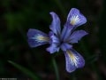 Douglas-iris-iris-douglasiana-King-Mountain-Tiburon-California-by-Betsey-Crawford