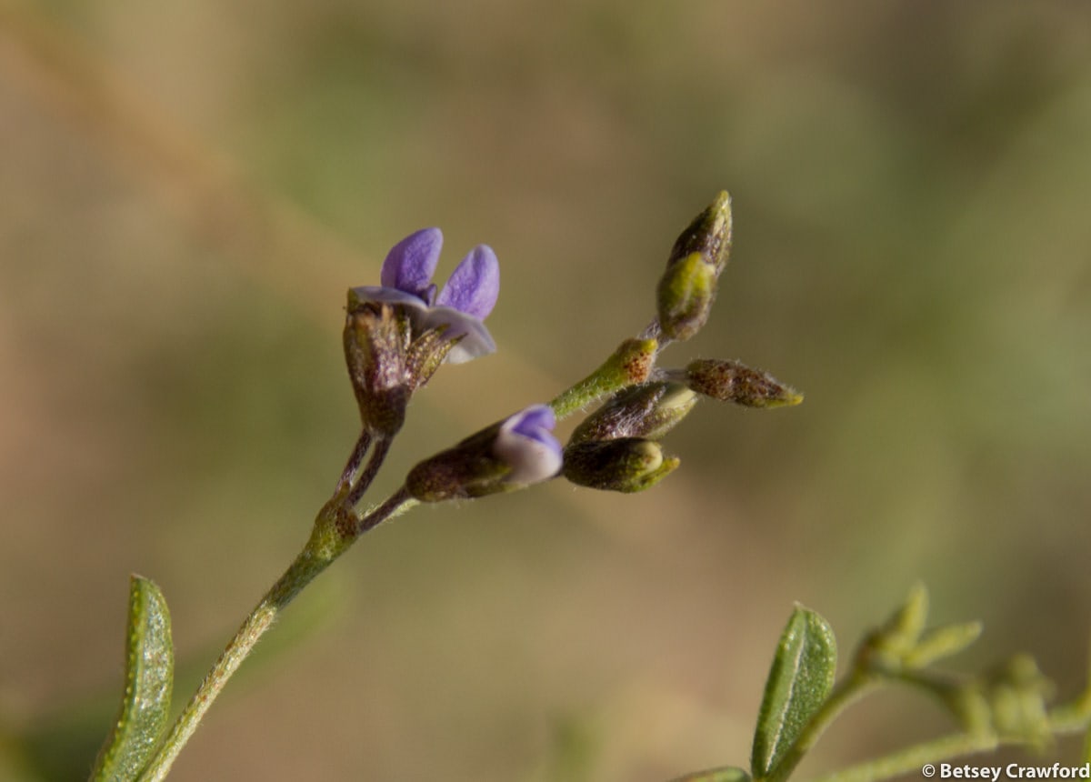 Slimflower scurfpea (Psoralidium tenuiflorum) in Smoky Valley Ranch, Kansas