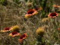 Blanket flower (Gaillardia pulchella) in Smoky Valley Ranch, Kansas