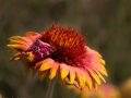 Blanket flower (Gaillardia pulchella) with matching moth in Smoky Valley Ranch, Kansas