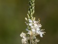 Stenosiphon (Oenethera glaucifolia) in Smoky Valley Ranch, Kansas